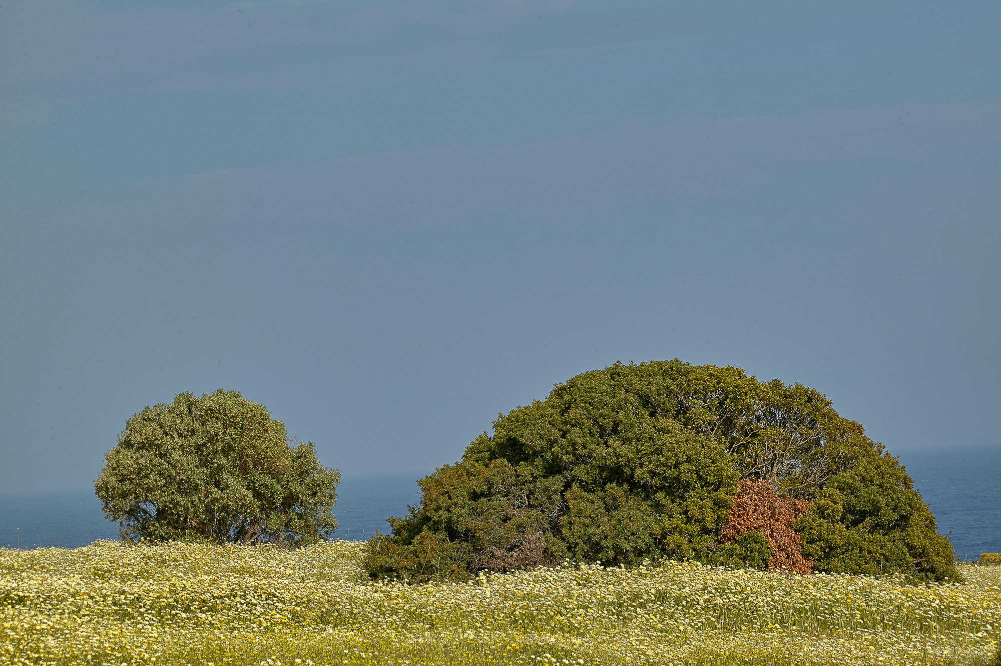 colorful maquis, Rhodes